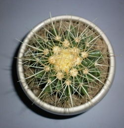 仙人球的根烂了怎么办？如何挽救这盆绿植