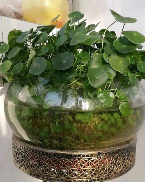 实测数据：半水半土养护， 浇水频率减少，叶片梗厚