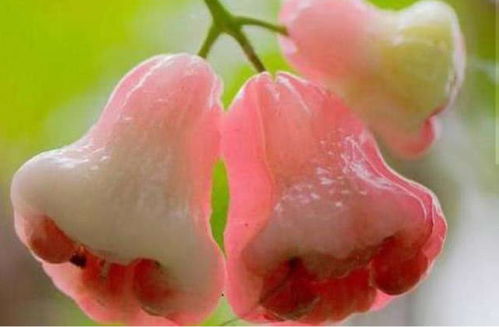 蒲桃与莲雾：一果花艳，一果果香，品味不同。