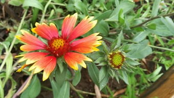 园林中的宿根花卉：如何配置与应用