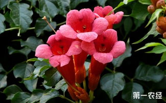 炮仗花与凌霄花的区别