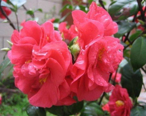 一、施肥：茶花的“营养餐”怎么吃？