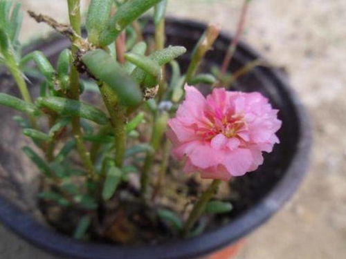 省心诀窍：在花丛中埋几个注水陶罐， 嫩使土壤湿度保持5天以上