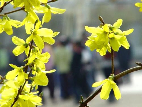 连翘花期的养护要点