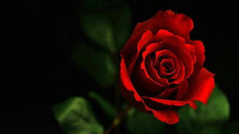 月季、玫瑰与蔷薇：三姐妹的区别