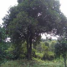 影响五公分桂花树价格的因素