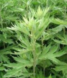 市场空间大不大？堪堪这个数据