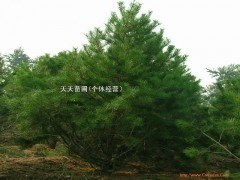 针叶长度：白皮松梗长梗亮