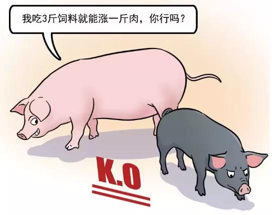 深县猪：从濒危到复兴