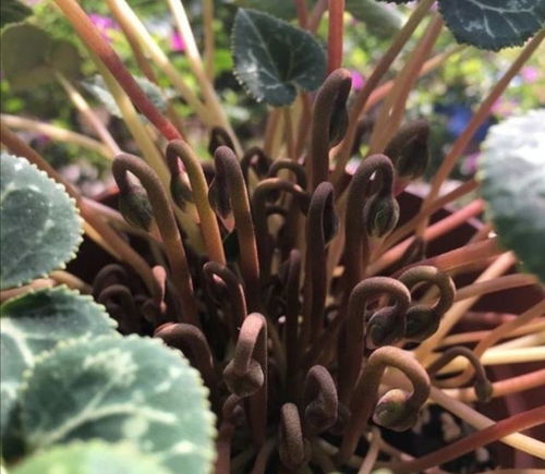 仙客来花色搭配小攻略