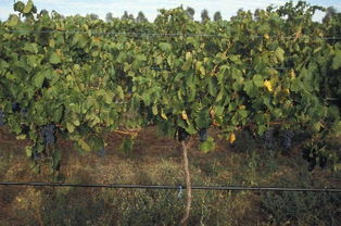 草甘膦铵盐对葡萄的影响