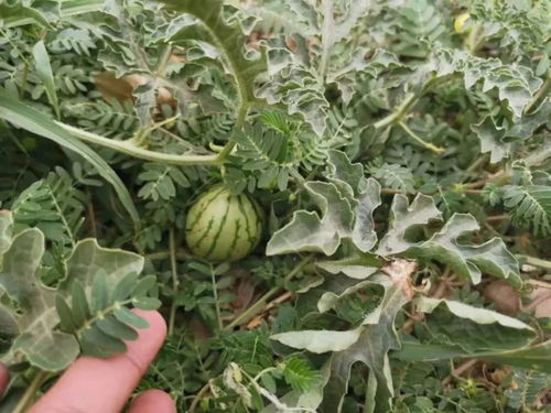 如何选择和使用杀菌剂