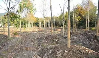 容器苗：植树造林的新希望