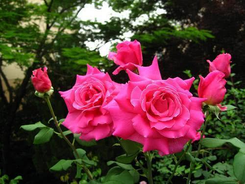 香气袭人， 淡雅如飞机的引擎声