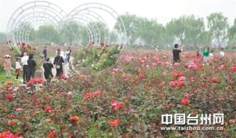 一、雨丝红染月季花，南风细雨伴花开