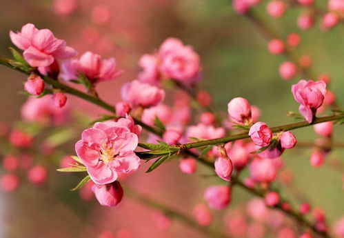 冬剪狠心， 春来花量翻倍