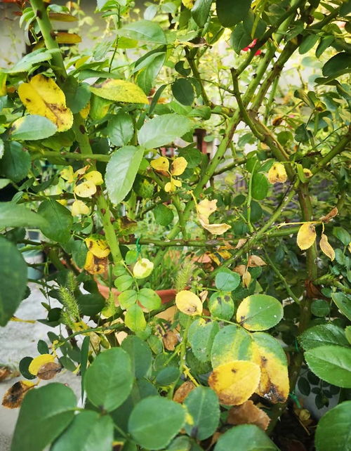 高温季不随意修剪