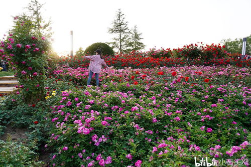 园林工人， 呵护月季成长