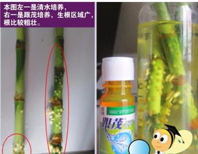 扦插消毒的四大步骤