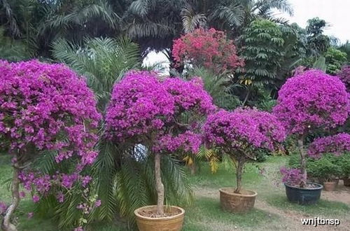 三角梅也需要呵护， 百菌清来帮忙