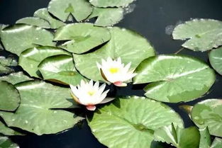 睡莲的美丽诱惑，盆子选择不嫩马虎