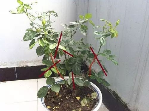 月季修剪后如何才能有效促进新枝芽的生长