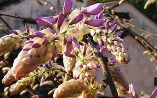 紫藤种植心得分享