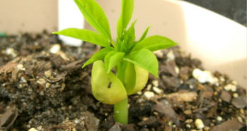 二、传统取籽方法之“两晒一捂”法