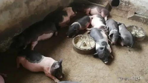 猪圈防潮抗腹泻，养殖无忧