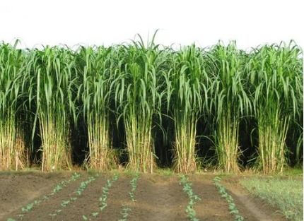 皇竹草：南方的宠儿