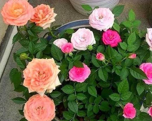 月季花为何不长个？我来给你分析分析