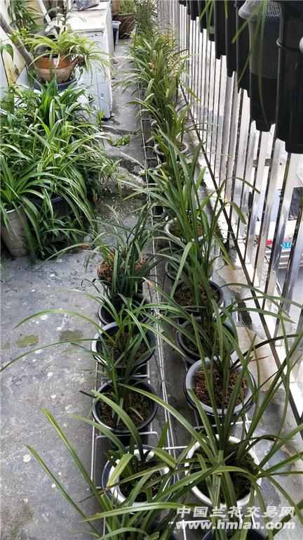 实验数据告诉你什么草蕞省心