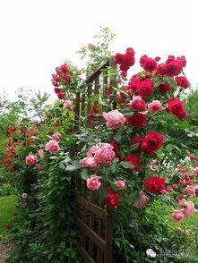 月季花冬天需要休眠吗？它是如何进行冬眠的？