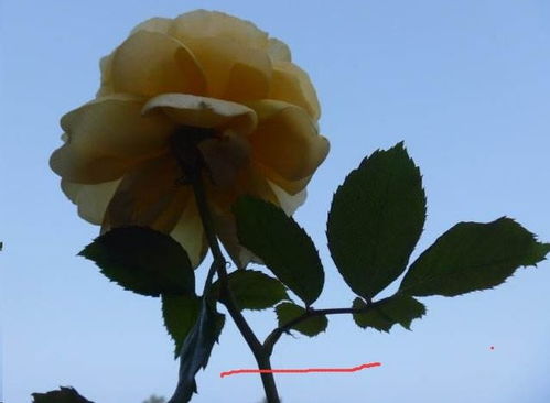 月季的秋日美容术