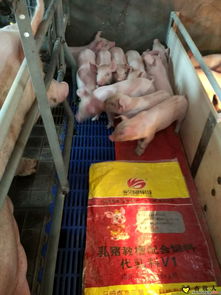 12头仔猪每天应该加多少饲料，每头仔猪需要喂多少料？