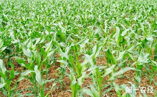 有机肥料， 增强玉米抵抗力