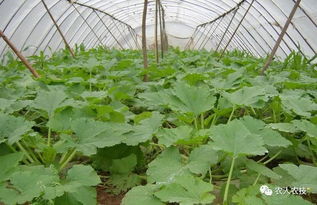 蔬菜种植时间表， 阳历春季三到五月
