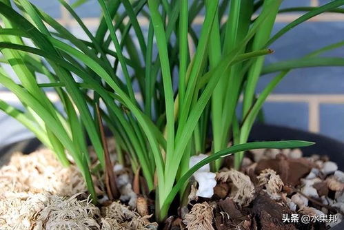 月季苗木秋冬季栽植：如何防止根部积水问题？