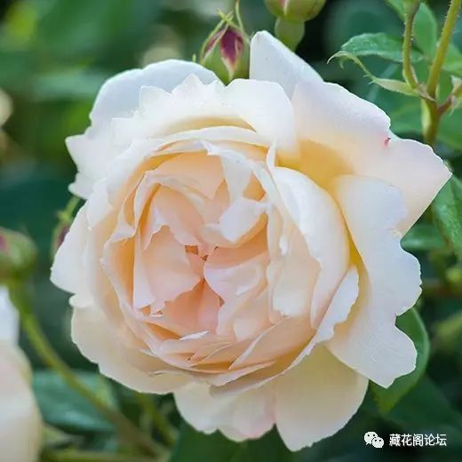 剪花苞，促根系，这样Zuo才对