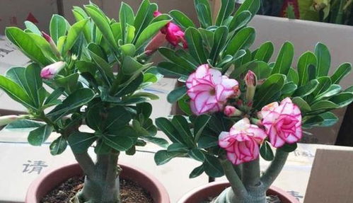 注不过度浇水造部腐烂。