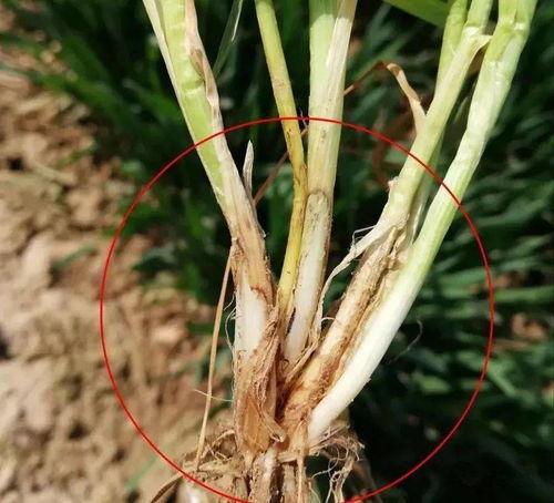 桃树锈病爆发， 氟环唑如何用得巧