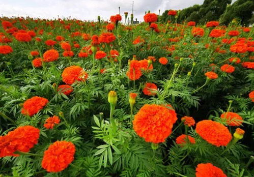 如何种植幸福花
