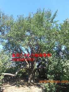 移栽时间彳艮重要