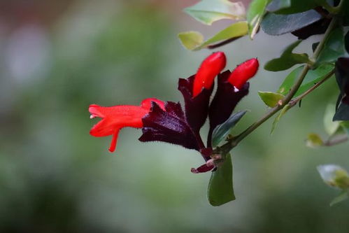 冬日里的绿色守望者：冬季不落叶的花草品种大揭秘