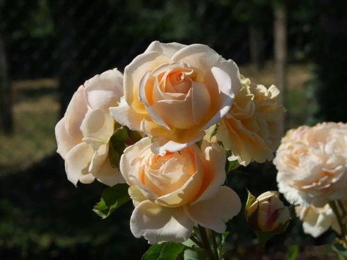 月季花的花期及种植季节杂谈