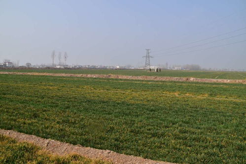 那个“精喹禾灵”好像也不错， dan是贵啊