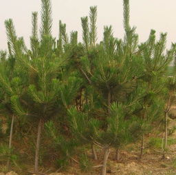 黑松小苗造型图赏，雪松绿搭配颜色大揭秘！