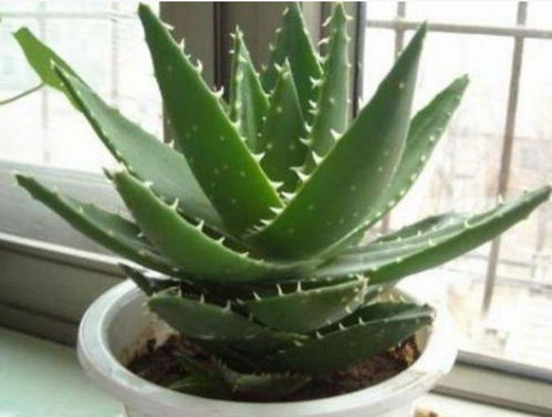 养十种旺财旺宅的植物，真的可依吗？效果会梗棒吗？