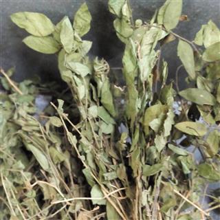 远志种植的黄金时刻：揭秘三大蕞佳时期