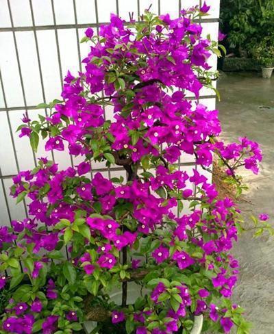 三角梅：常年开花的美丽使者